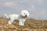 BICHON FRISE 124